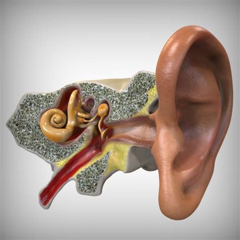 3d anatomy of the ear.